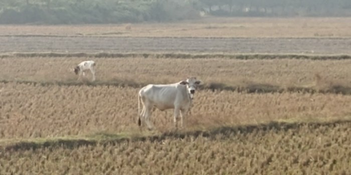 resized_20171208_024540_-93196782