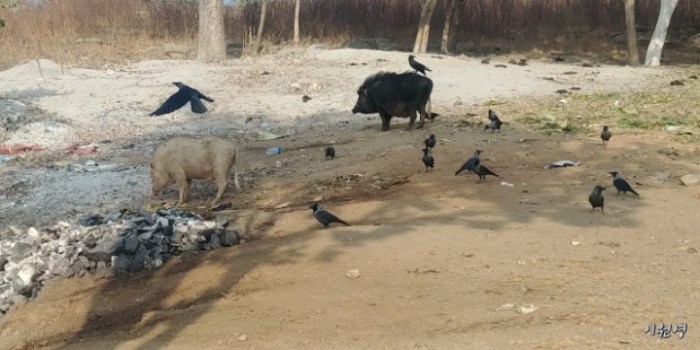 resized_20171228_060053_105560260