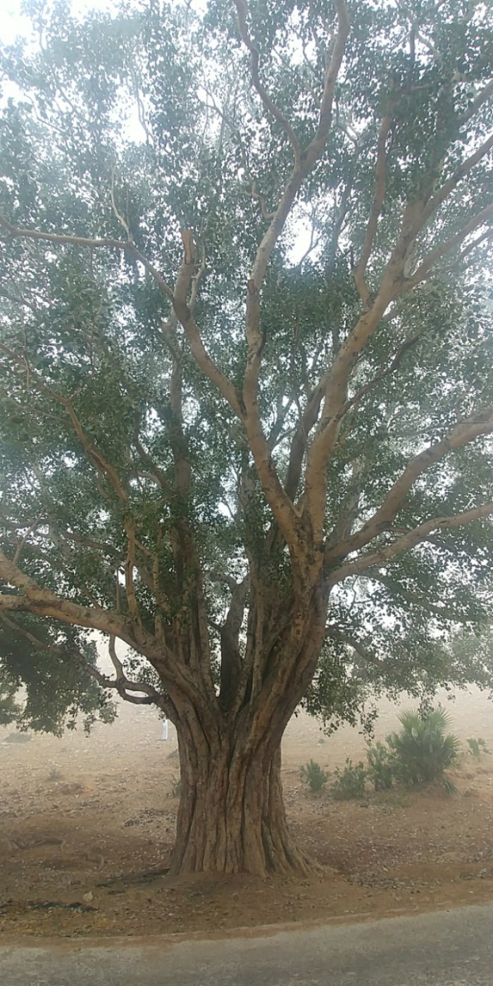 resized_20180105_182125_102348863