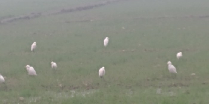 resized_20180111_001811_-279341585