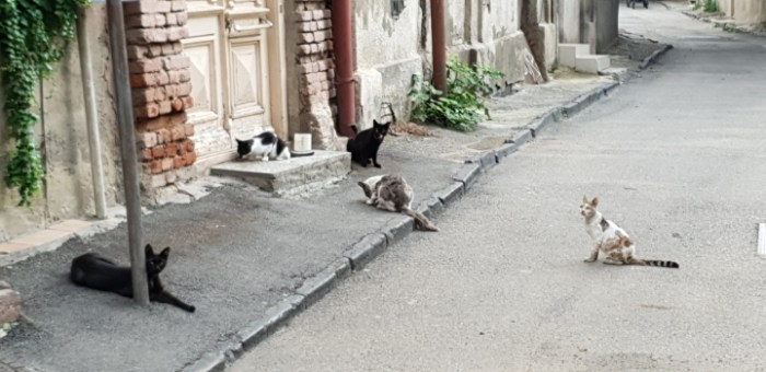 a5cdf10c7b3c2ef083dad29e739824cc5c5975fc