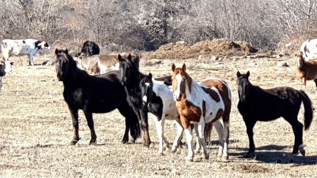 517b03e3ea67869a5253d8d5bf9c6cb611296d21